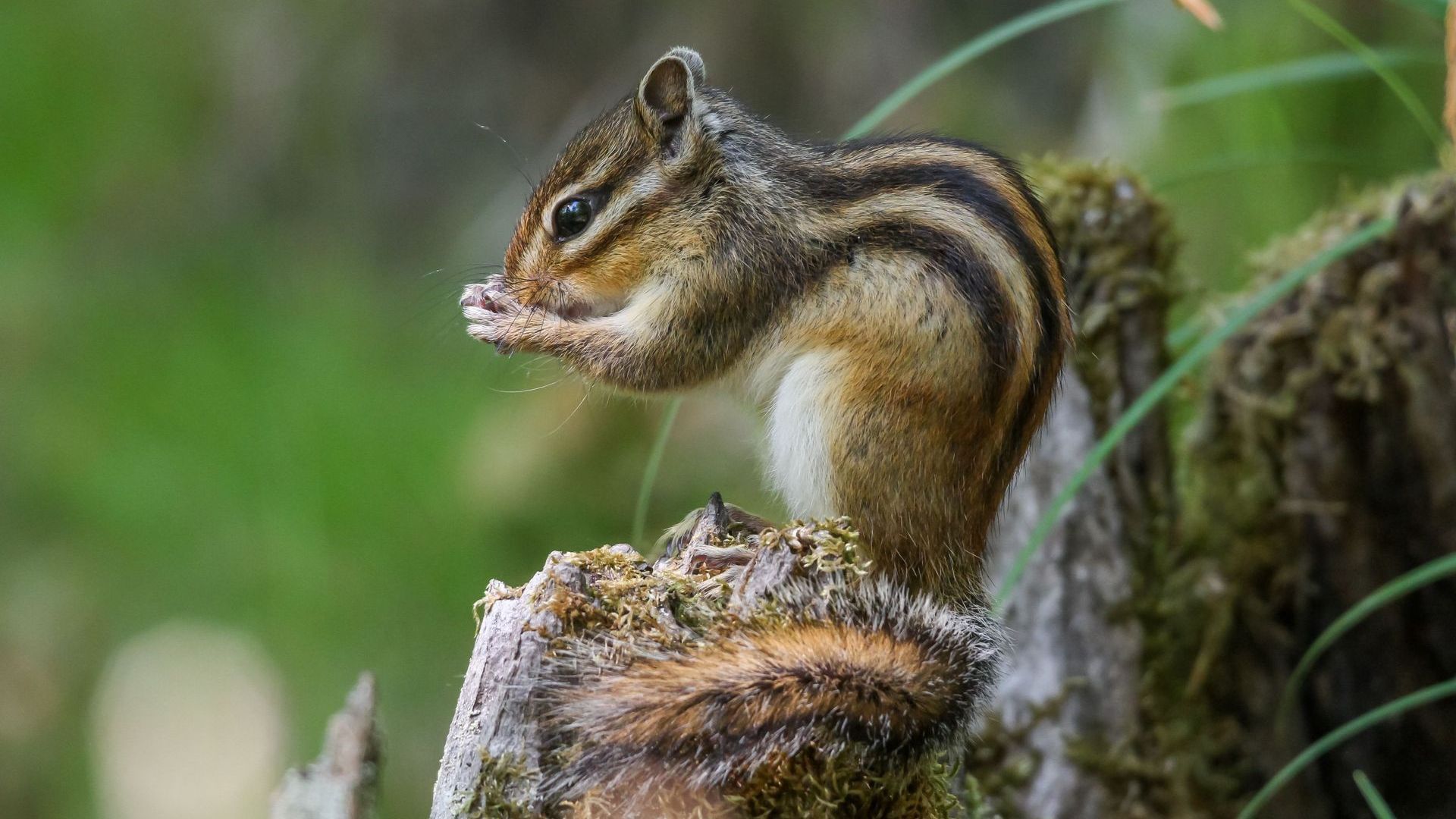 Pest Control in Athens, GA