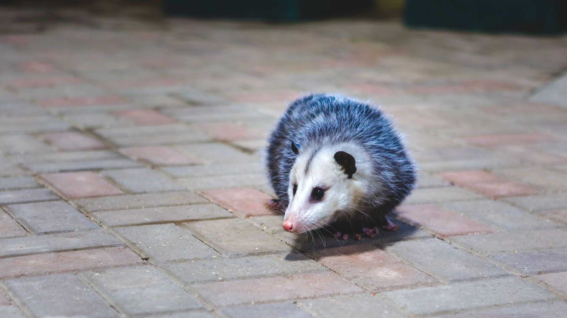 Pest Control in Athens, GA