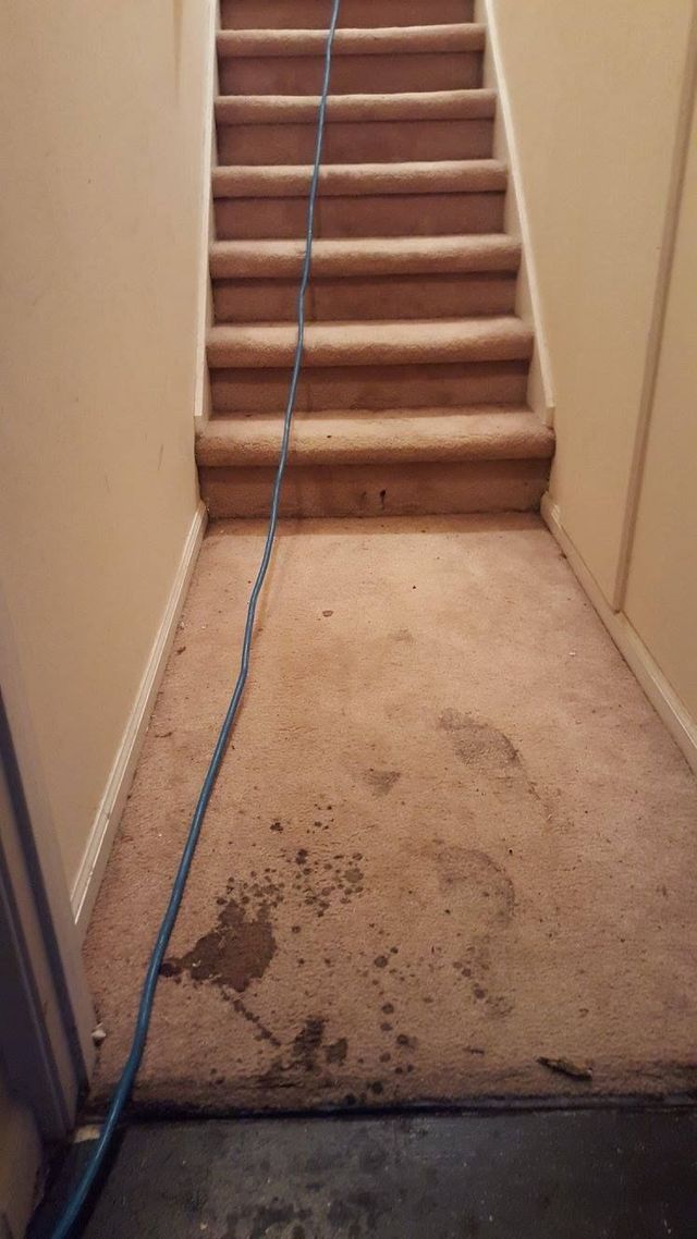 A dirty carpeted staircase with a hose attached to it.