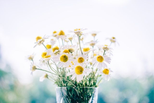 cremation services Los Alamitos CA