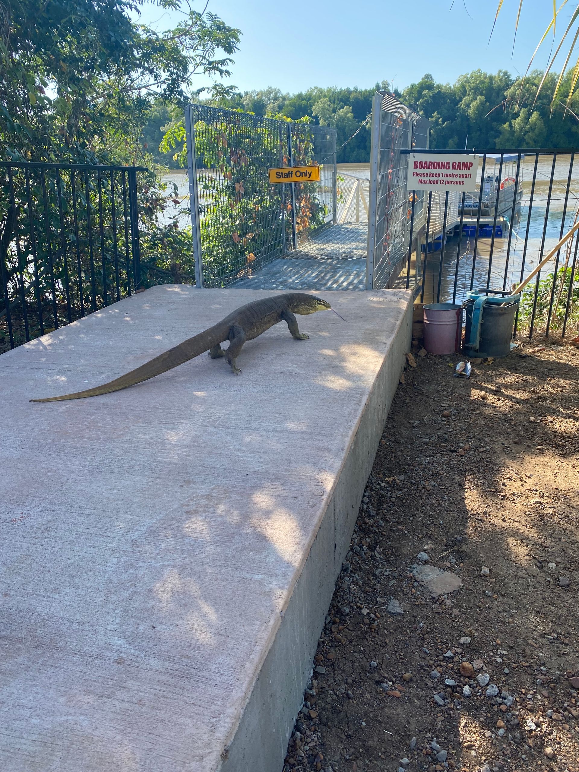 komodo dragon