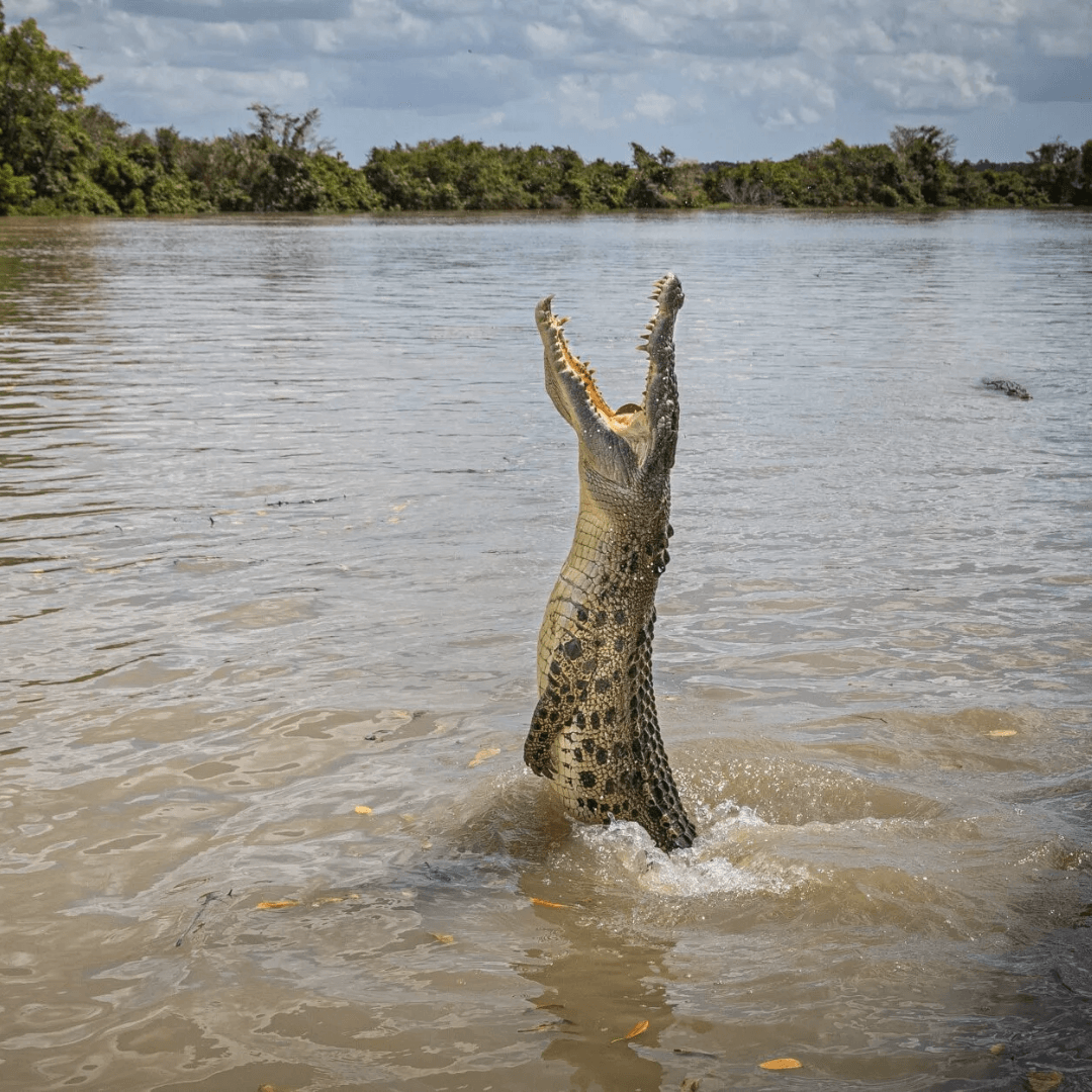 croc jumping out of the water