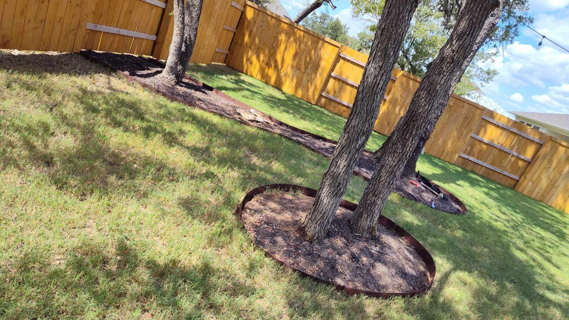 Trees with mulched bases in a grassy yard, wooden fence in background. Sunny day.