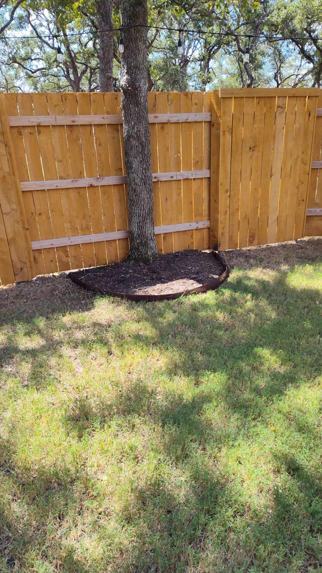 A tree trunk grows against a wooden fence in a grassy yard, surrounded by mulch.