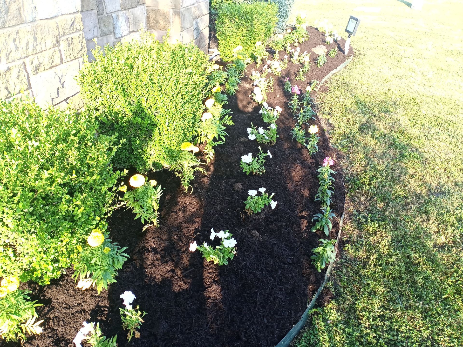 Flower bed with dark mulch, various colorful flowers, and green bushes, next to a building and grass.