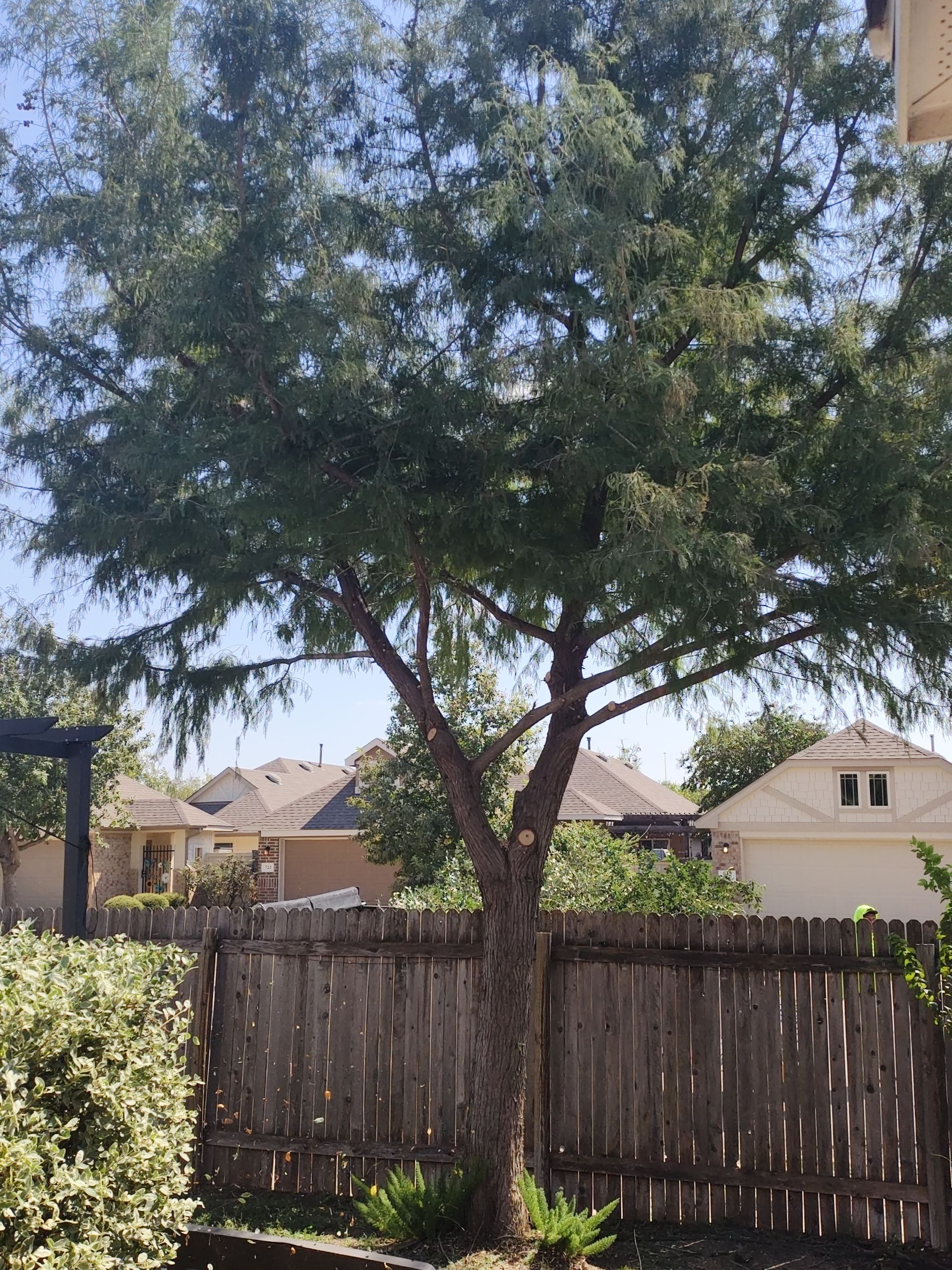 Tree with green foliage against a blue sky, in a residential backyard with a wooden fence.
