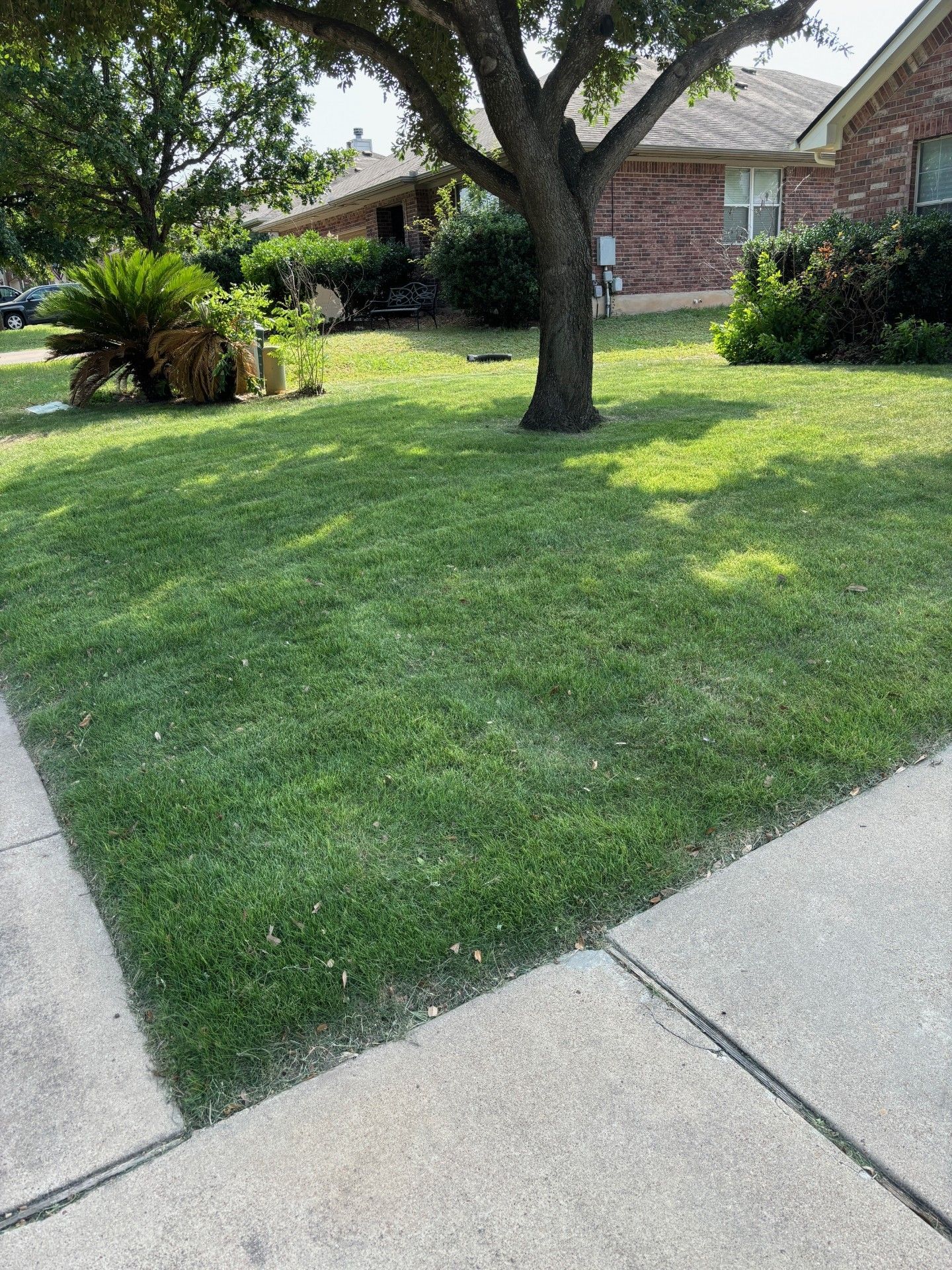 A lush green lawn next to a sidewalk and a tree in front of a house.