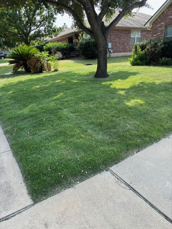 A lush green lawn next to a sidewalk and a tree in front of a house.