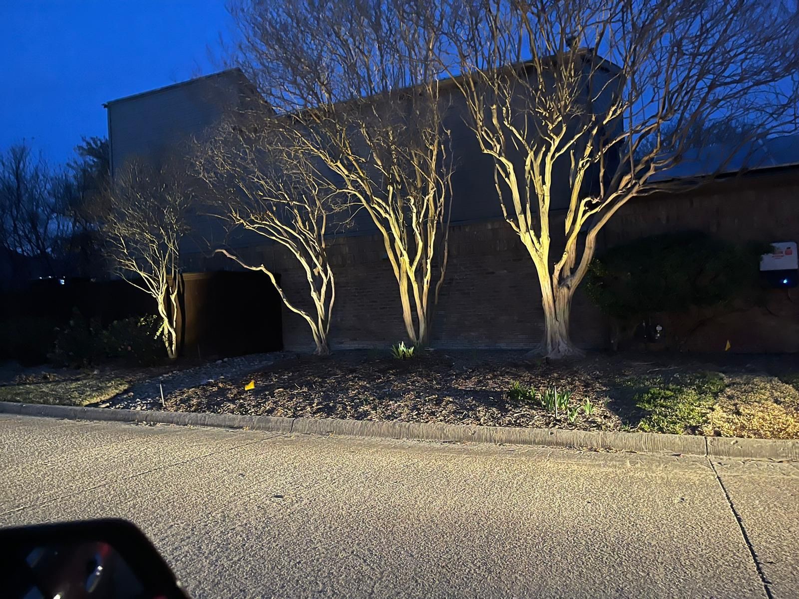 Nighttime view of leafless trees lit by warm lights beside a dark building and road