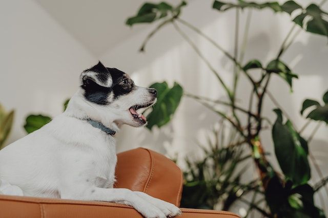 black white dog sitting a brown leather couch