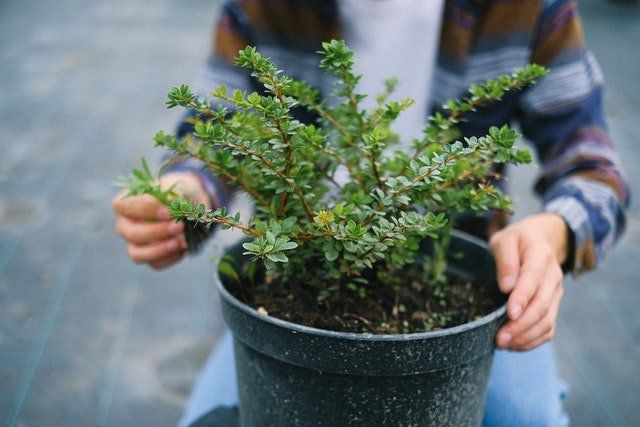 landscapers maintaining yards