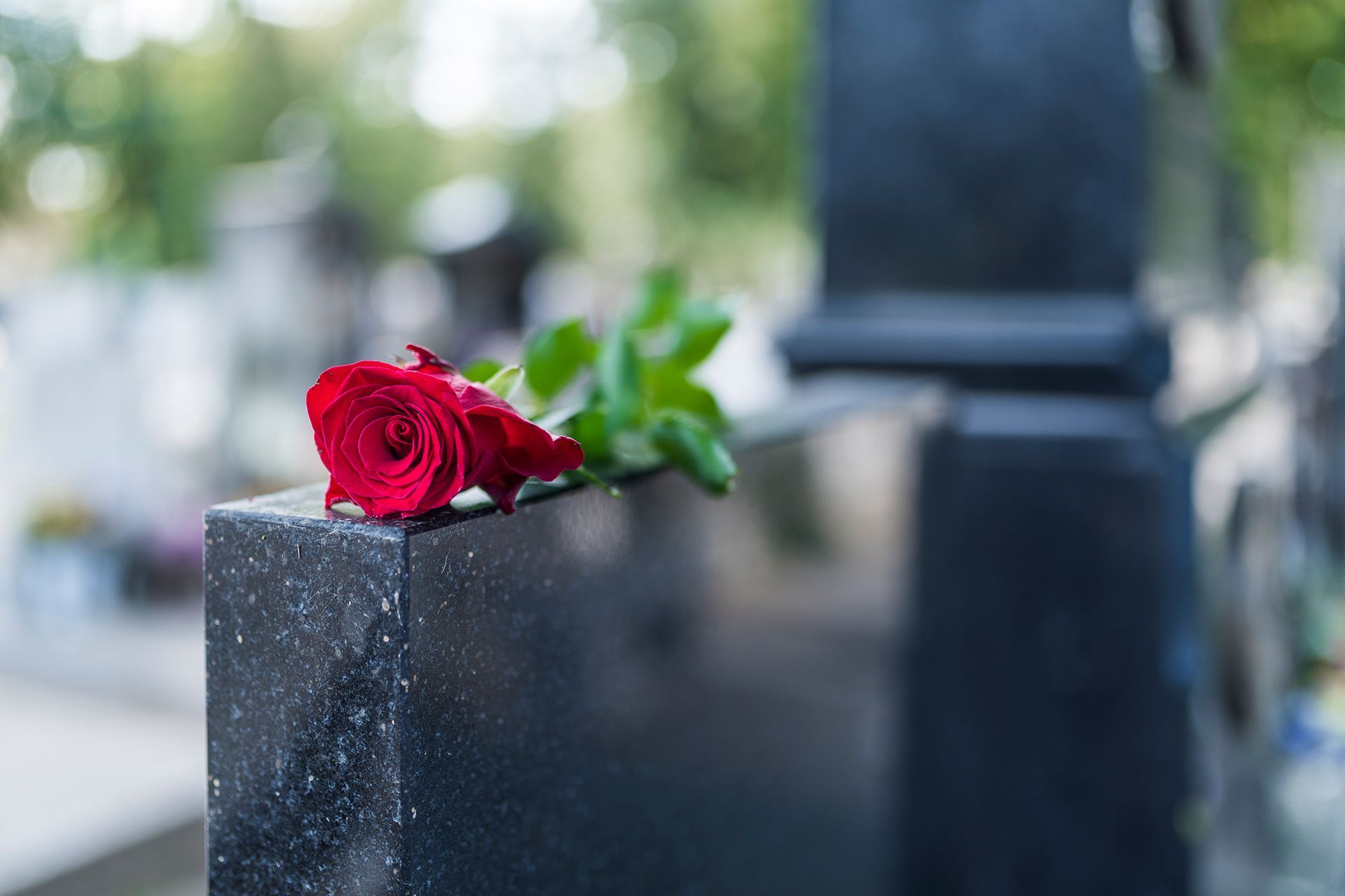 A red rose is sitting on a gravestone in a cemetery.