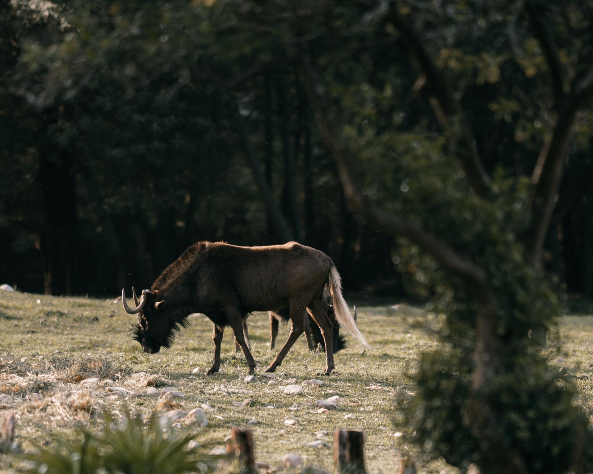 Wildebeest grazing in a grassy field near trees, with a tail and curved horns.