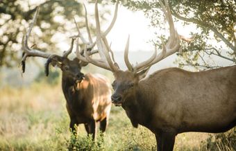 Two male elk with large antlers in a grassy field, sun shining through trees.