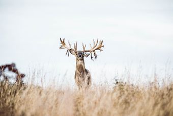 Deer with large antlers standing in tall grass against a blue sky.