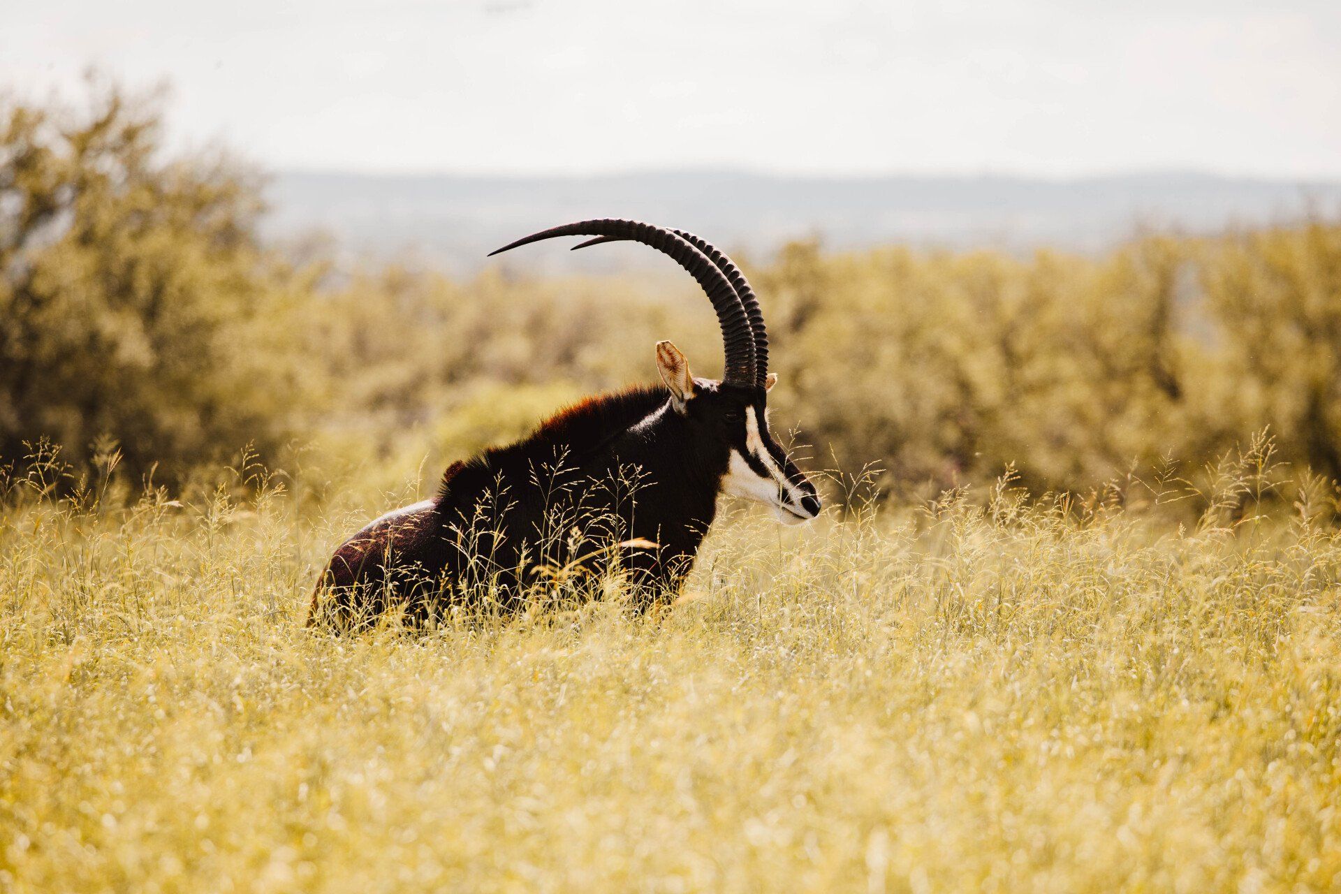 Sable antelope in tall, yellow grass, with large curved horns, in a savanna setting.