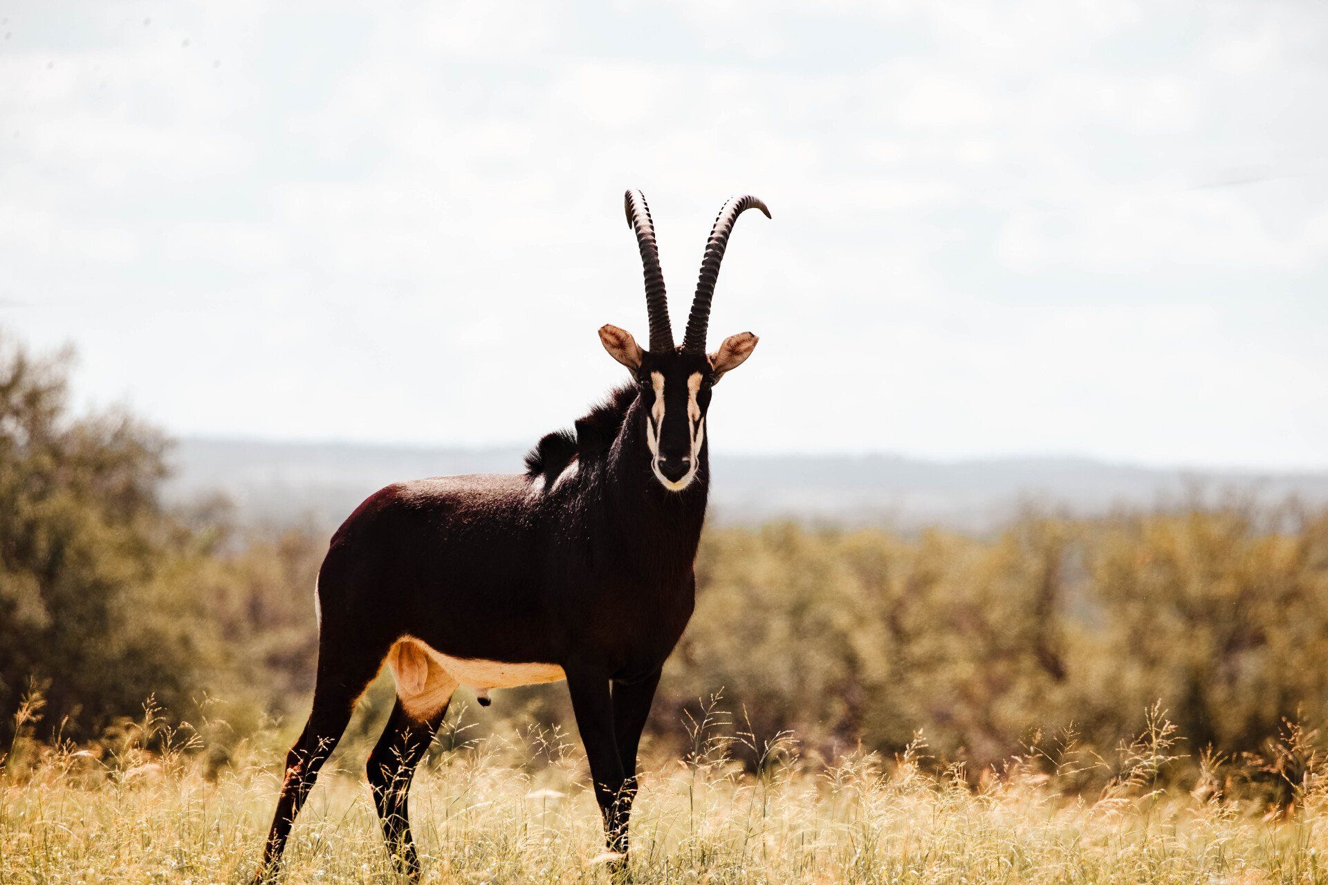 Black sable antelope with long curved horns stands in a grassy field, looking directly at the camera.