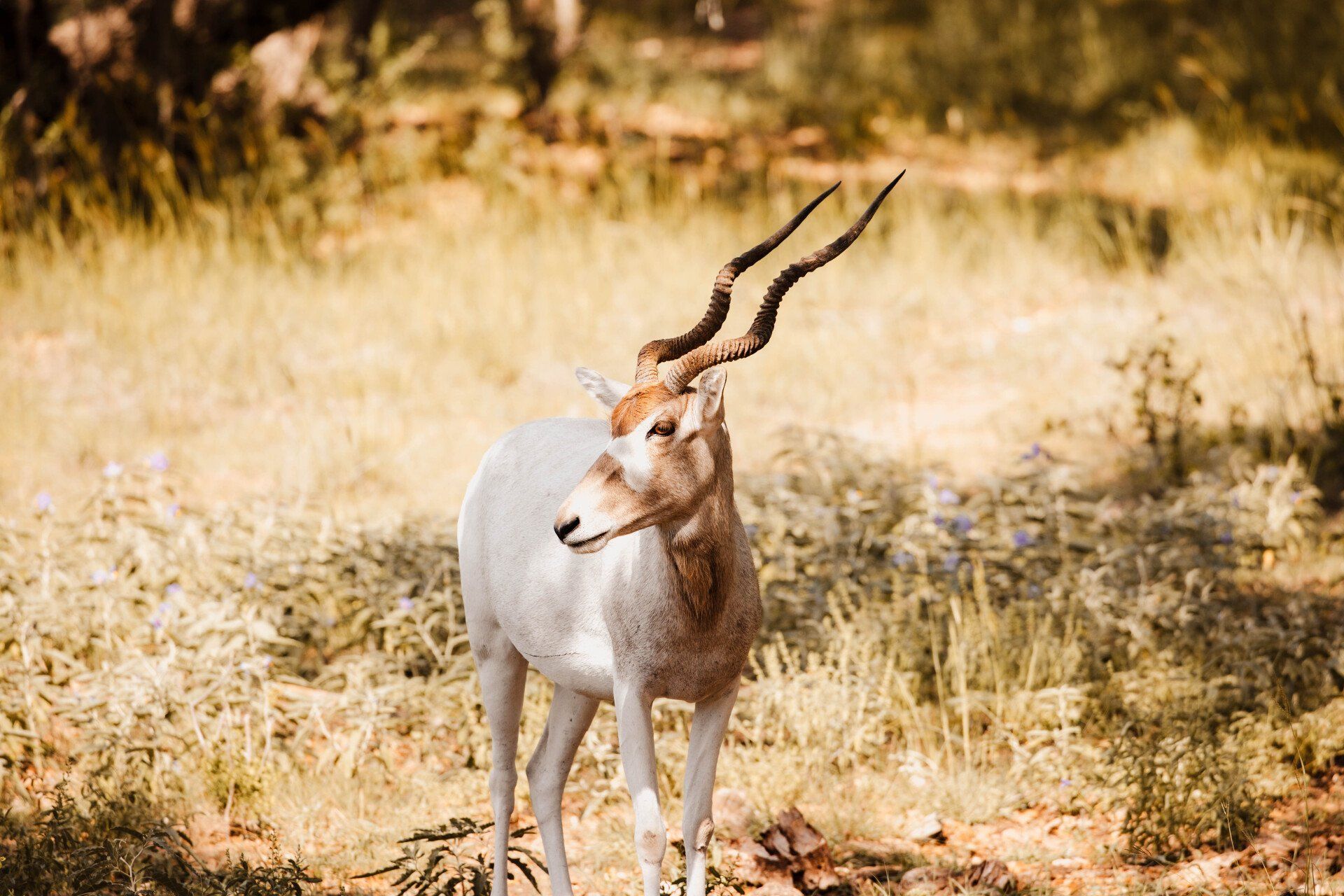 Addax antelope with long, spiraling horns, light fur, standing in dry grassland.