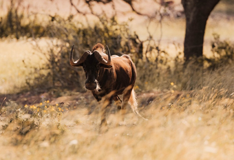 Brown wildebeest running in tall, golden grass, with a tree in the background.