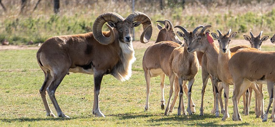 A male ram with large curved horns stands among a herd of smaller goats in a grassy field.