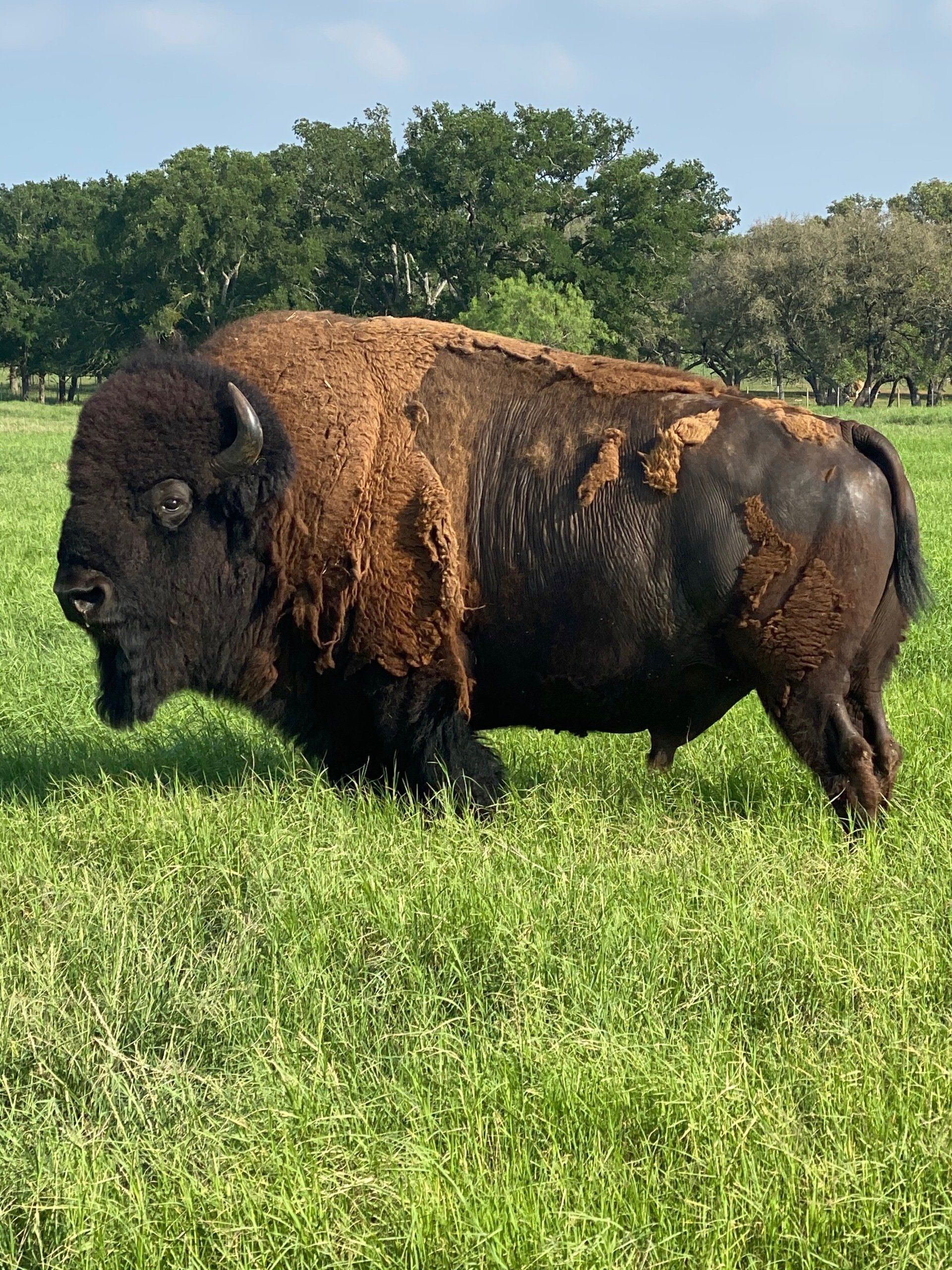 American bison standing in a grassy field, trees in the background.