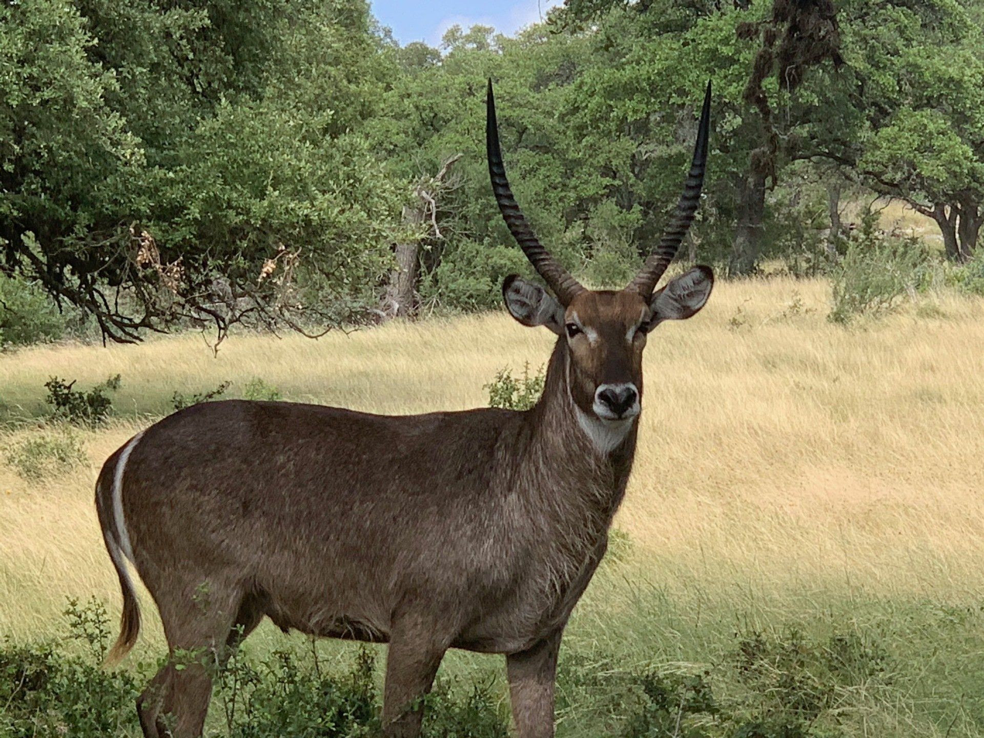 Waterbuck with long, curved horns stands in a grassy field, trees in the background.