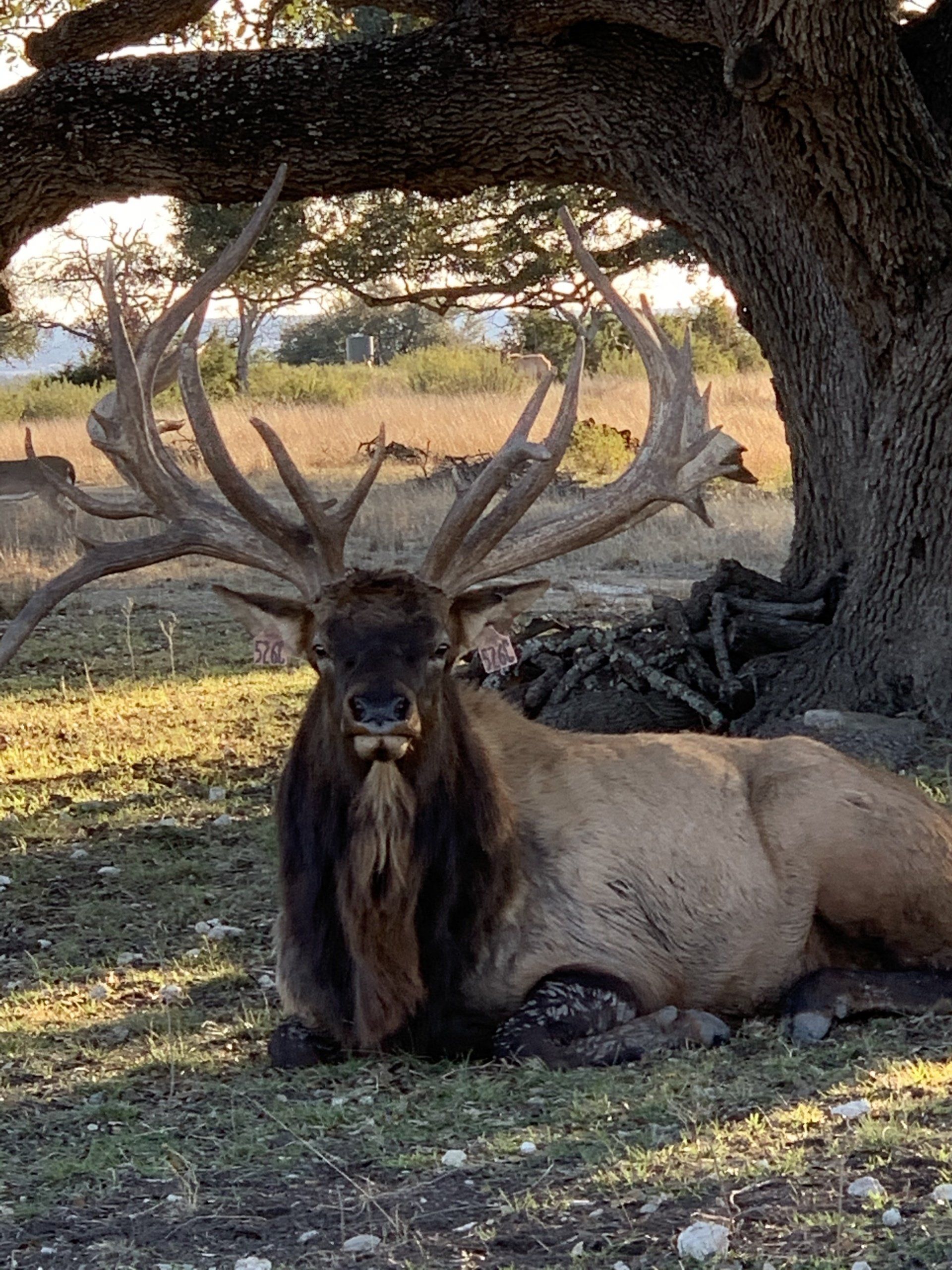 A large elk with impressive antlers reclines under a tree, gazing at the camera. Brown fur, shaded by sunlight.