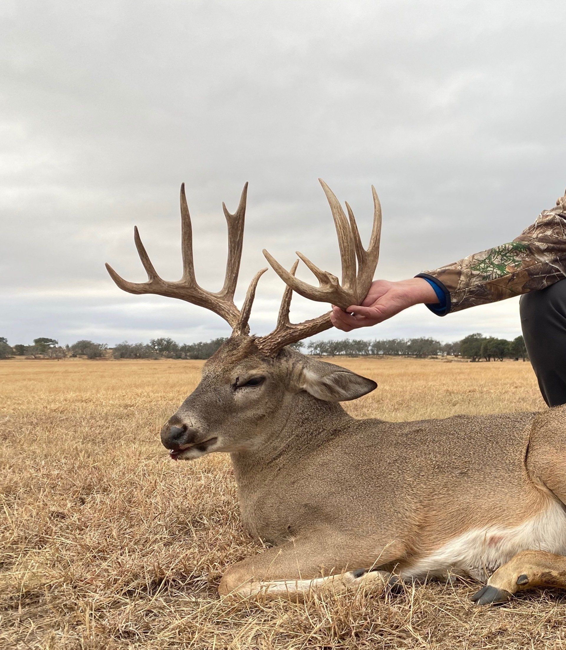 A large buck with impressive antlers lies in a field; a person's hand rests on the antlers. Overcast sky.