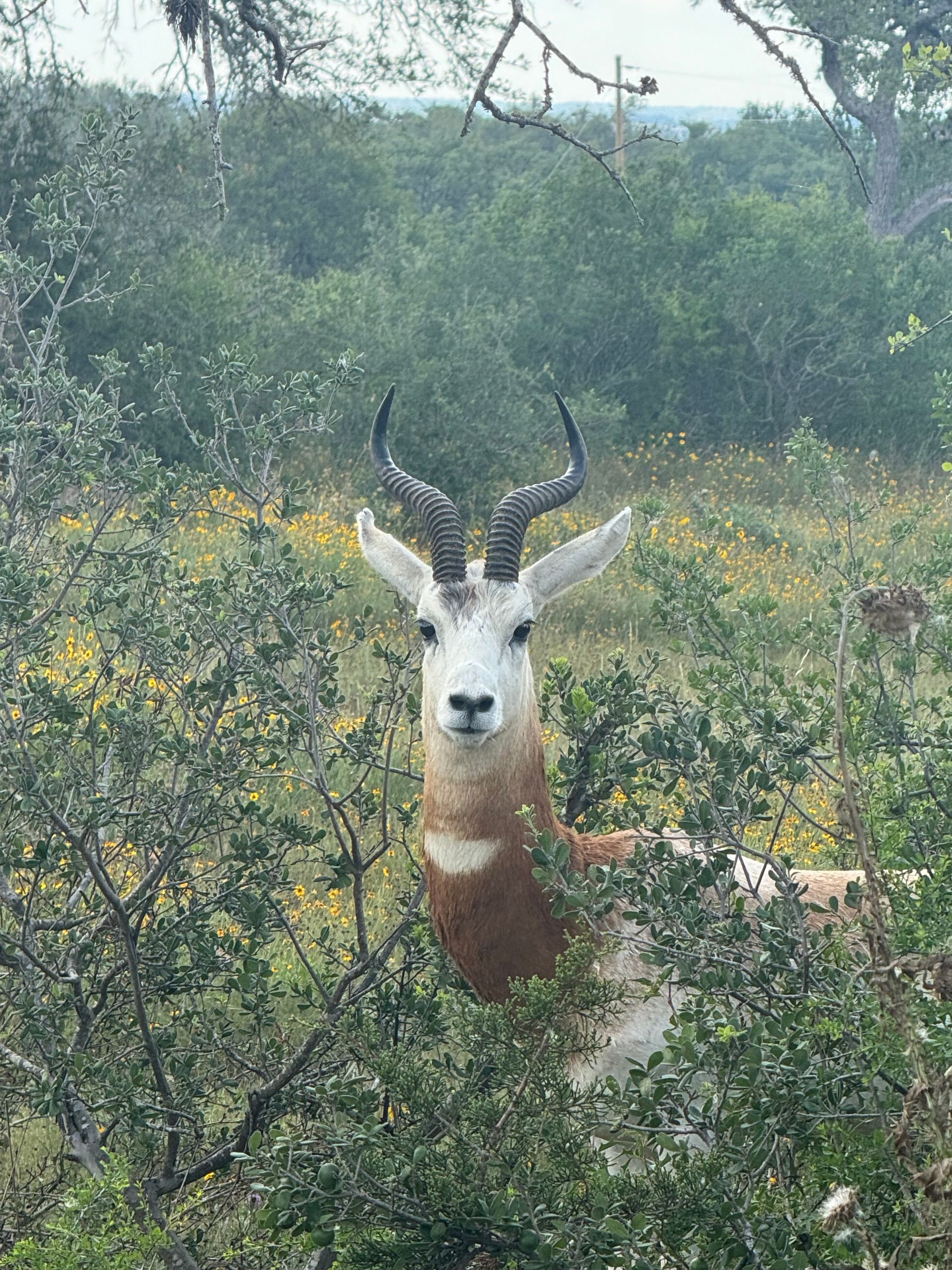 White antelope with large, curved horns peeking from green bushes in a field.