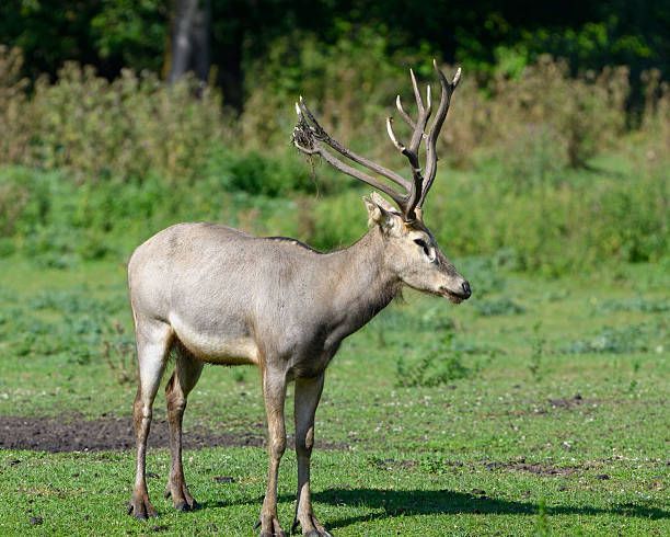 A Père David's deer with large antlers stands in a green field, looking to the right.