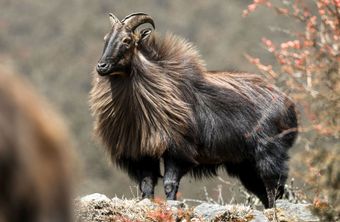 A Himalayan Tahr with dark fur and curved horns stands on a rocky ledge in a mountainous area.