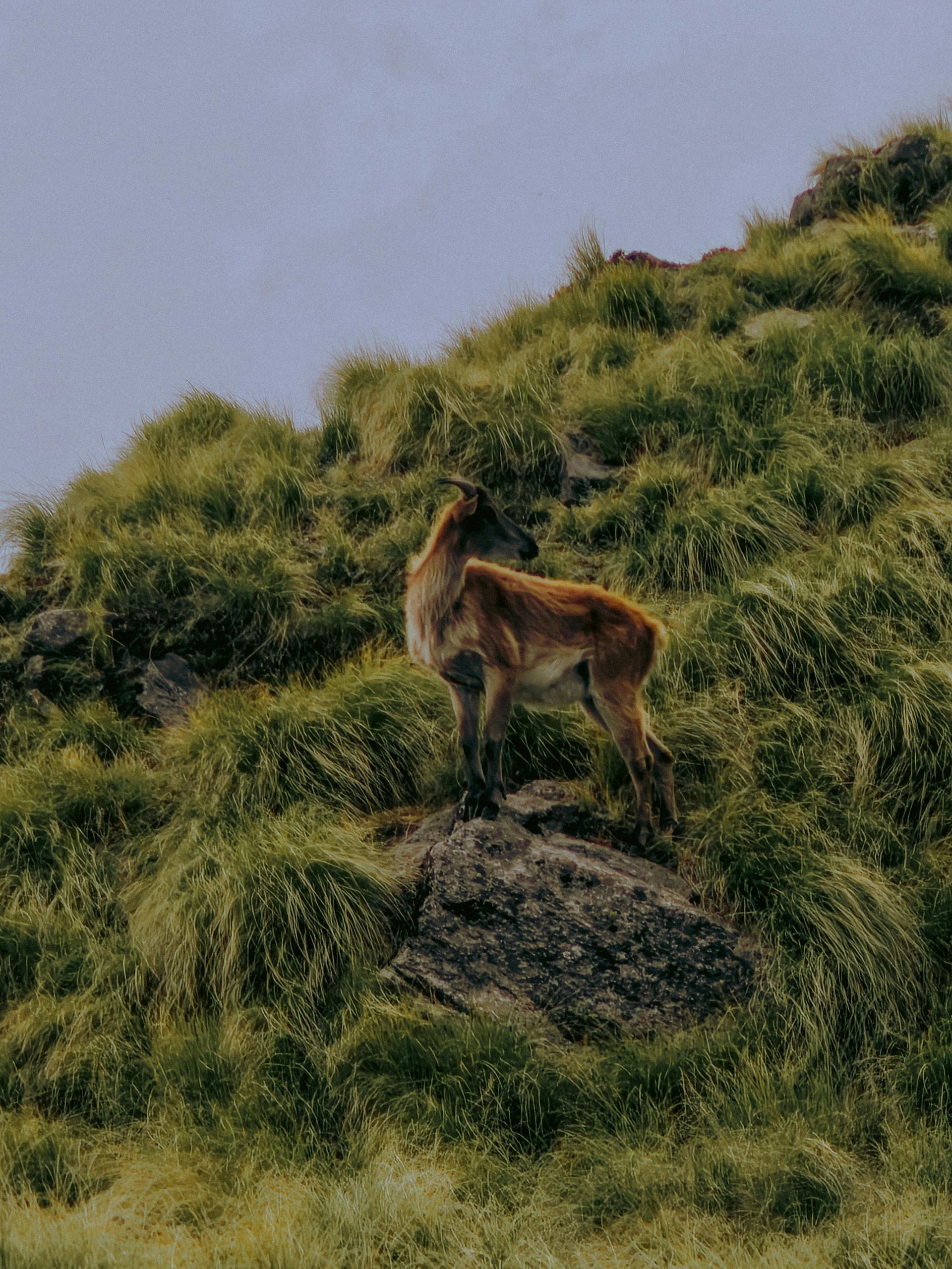A tan-colored deer stands atop a rocky hill covered in green grass, looking towards the left, with a cloudy sky.