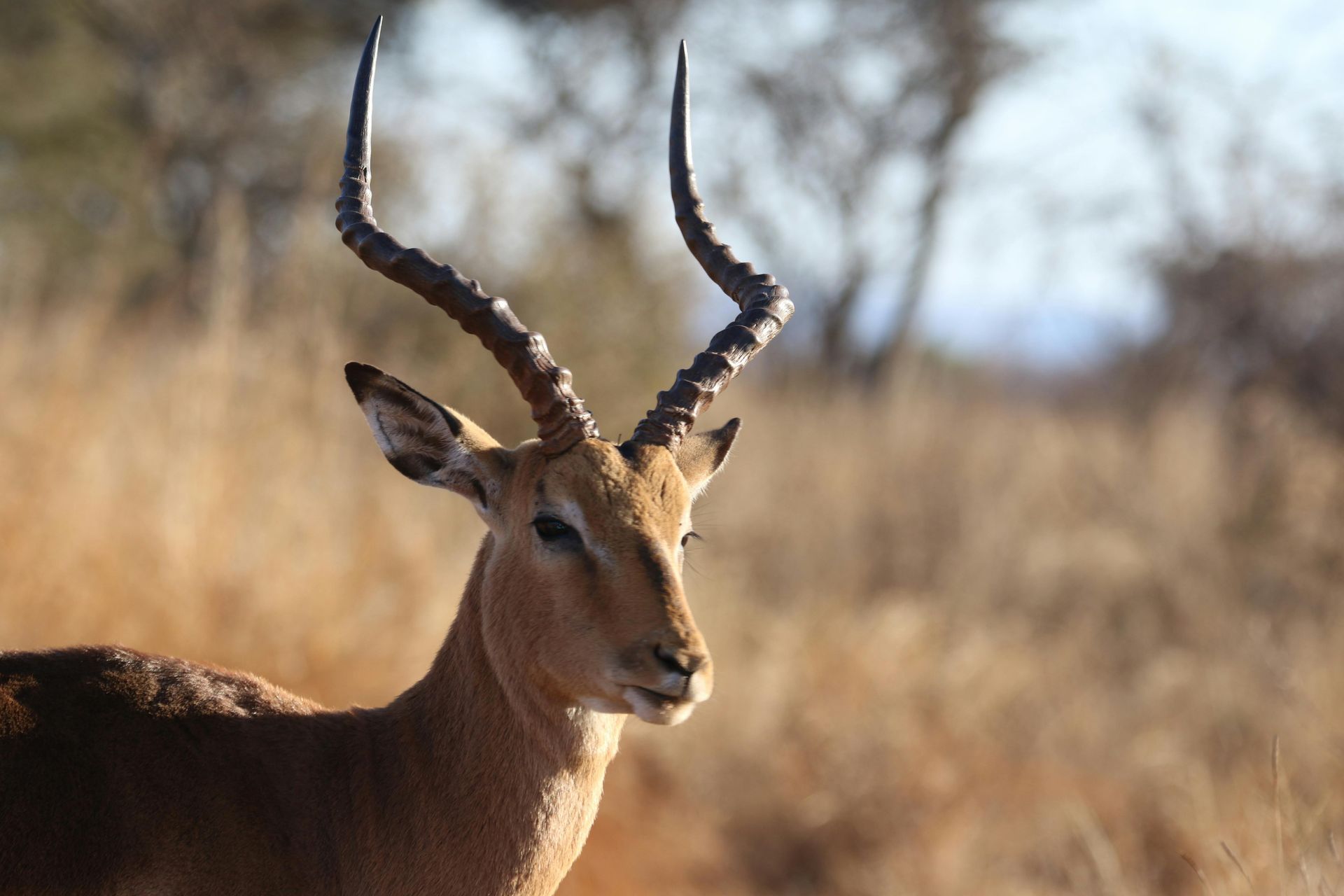 Impala with curved horns, head in profile, in a grassy field.
