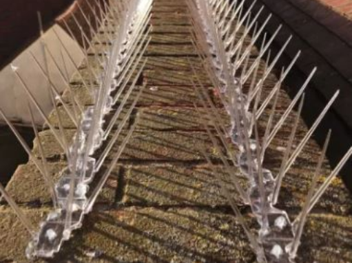 Pigeon Spikes beside a building wall, overlooking a garden and paved walkway below.
