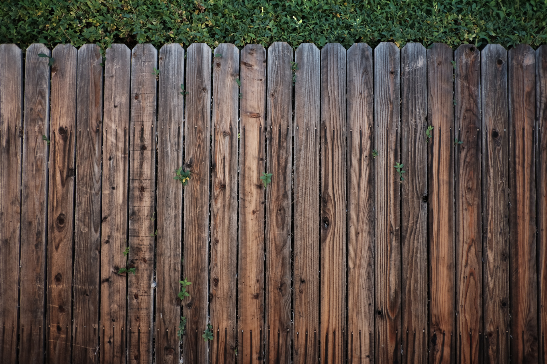 Weathered wooden fence with vertical planks and small patches of green moss or vines