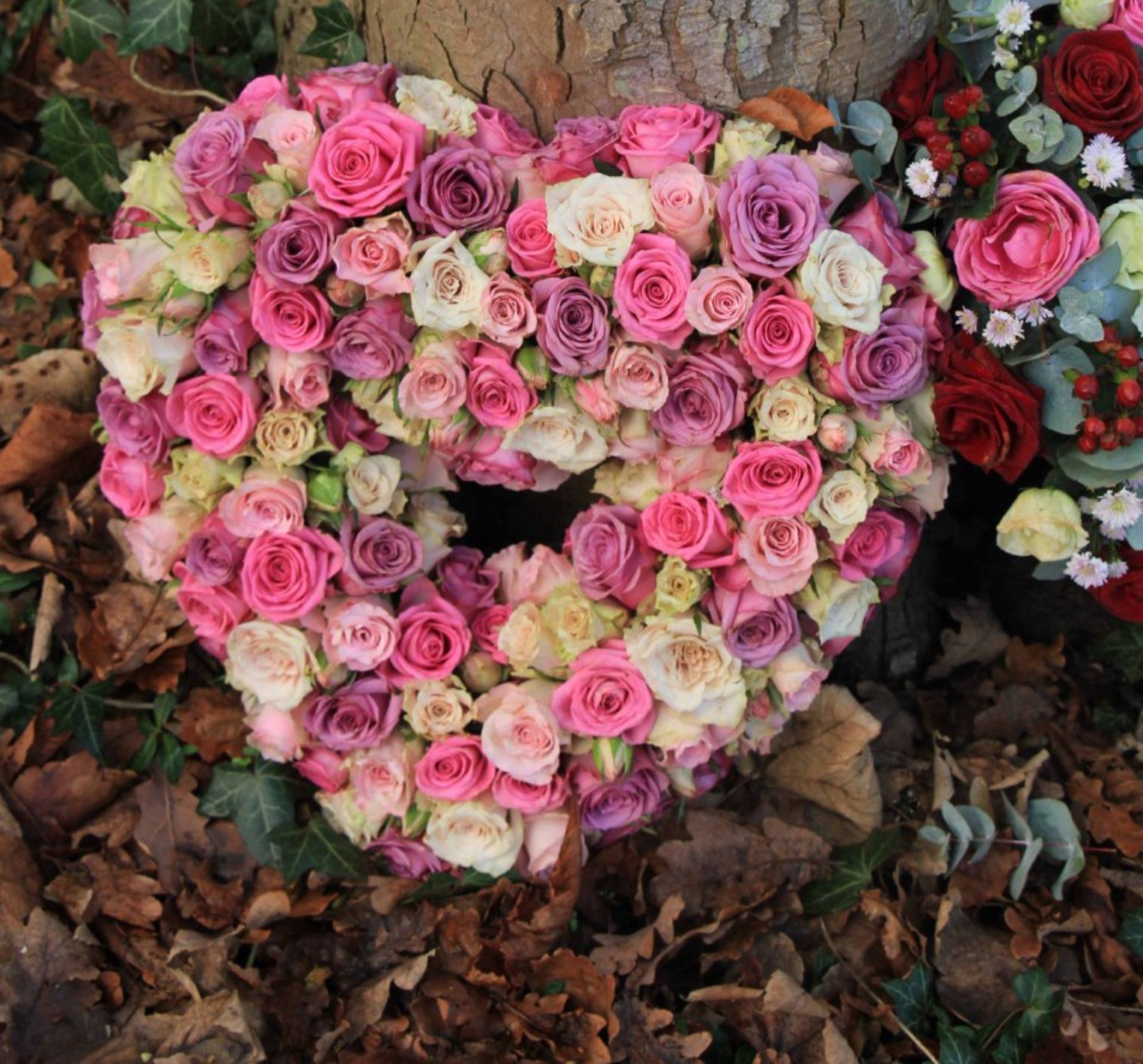 Corona a forma di cuore di rose rosa, viola e crema su un letto di foglie cadute, vicino al tronco di un albero.