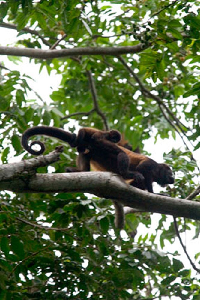 Two monkeys are sitting on a tree branch.