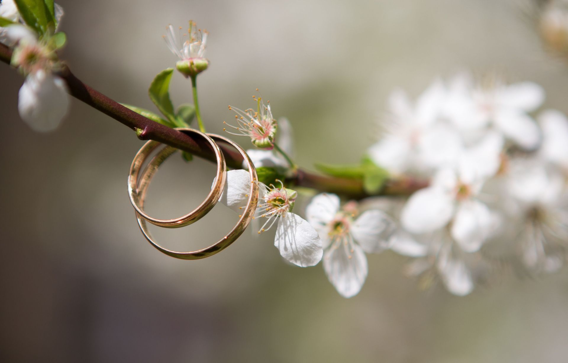 Two wedding rings are sitting on a branch of a flowering tree.
