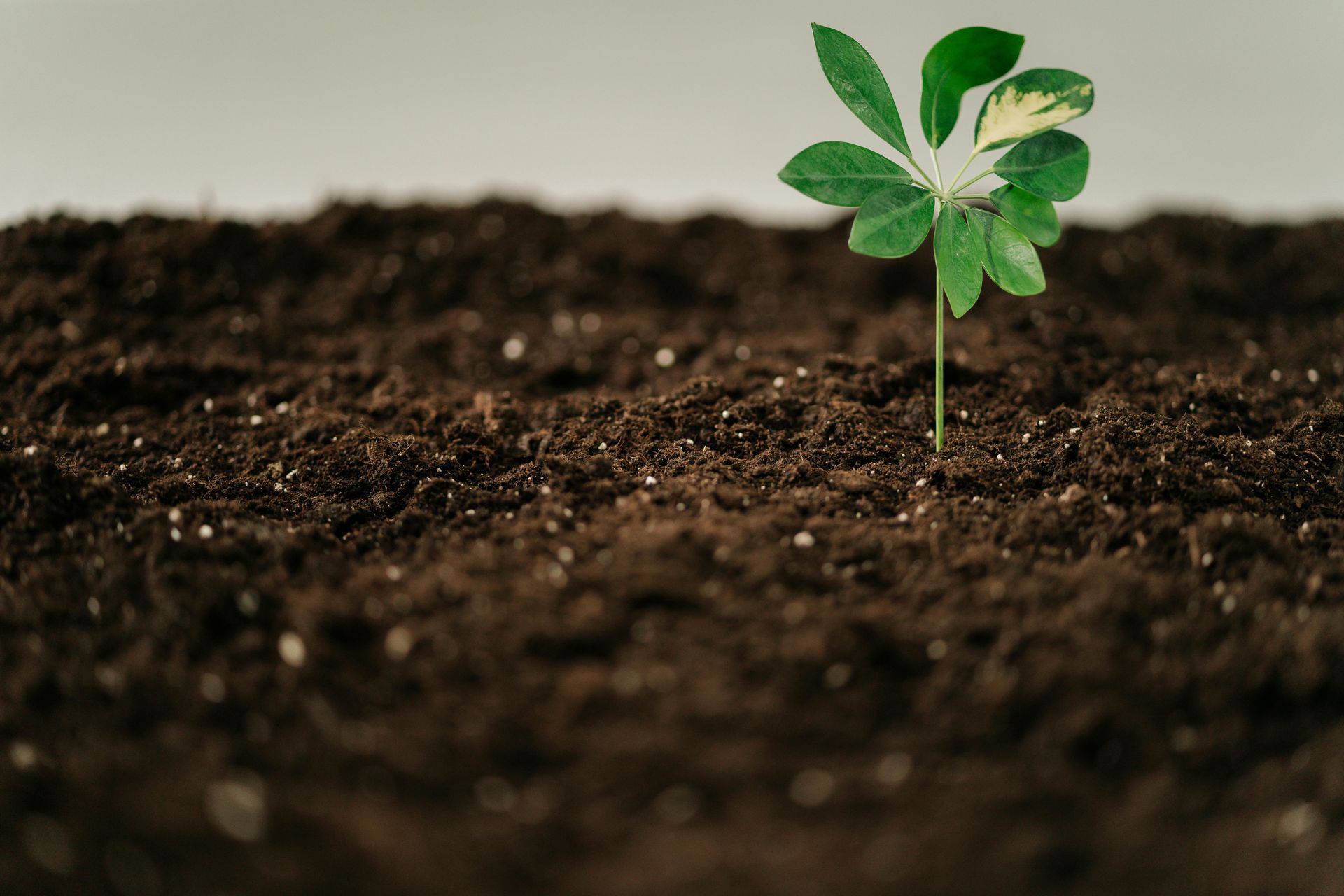 A small plant is growing out of the soil.
