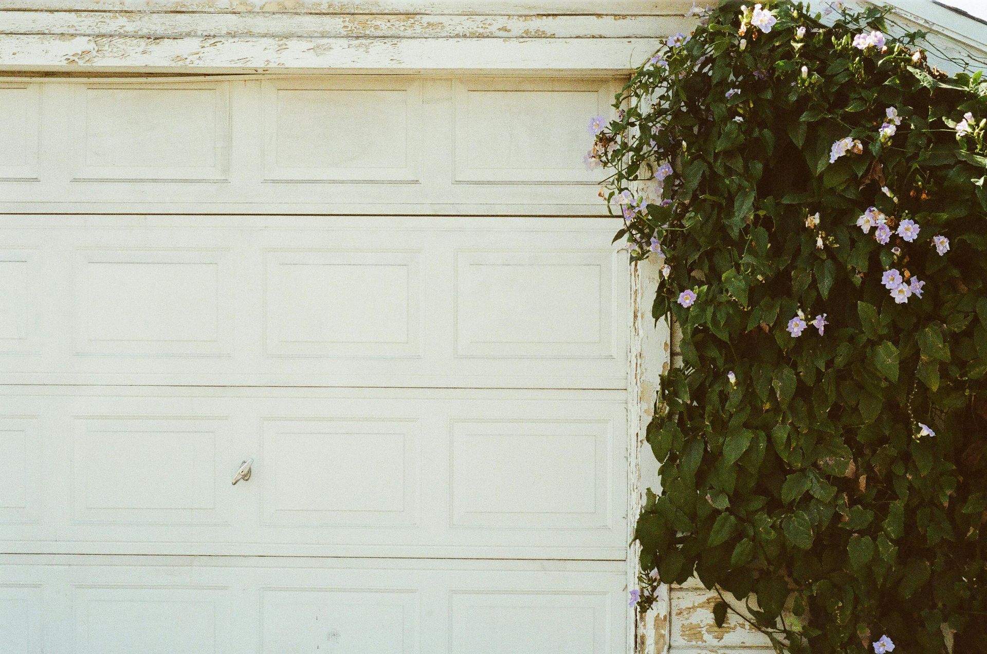 A white garage door with ivy vines hanging next to it