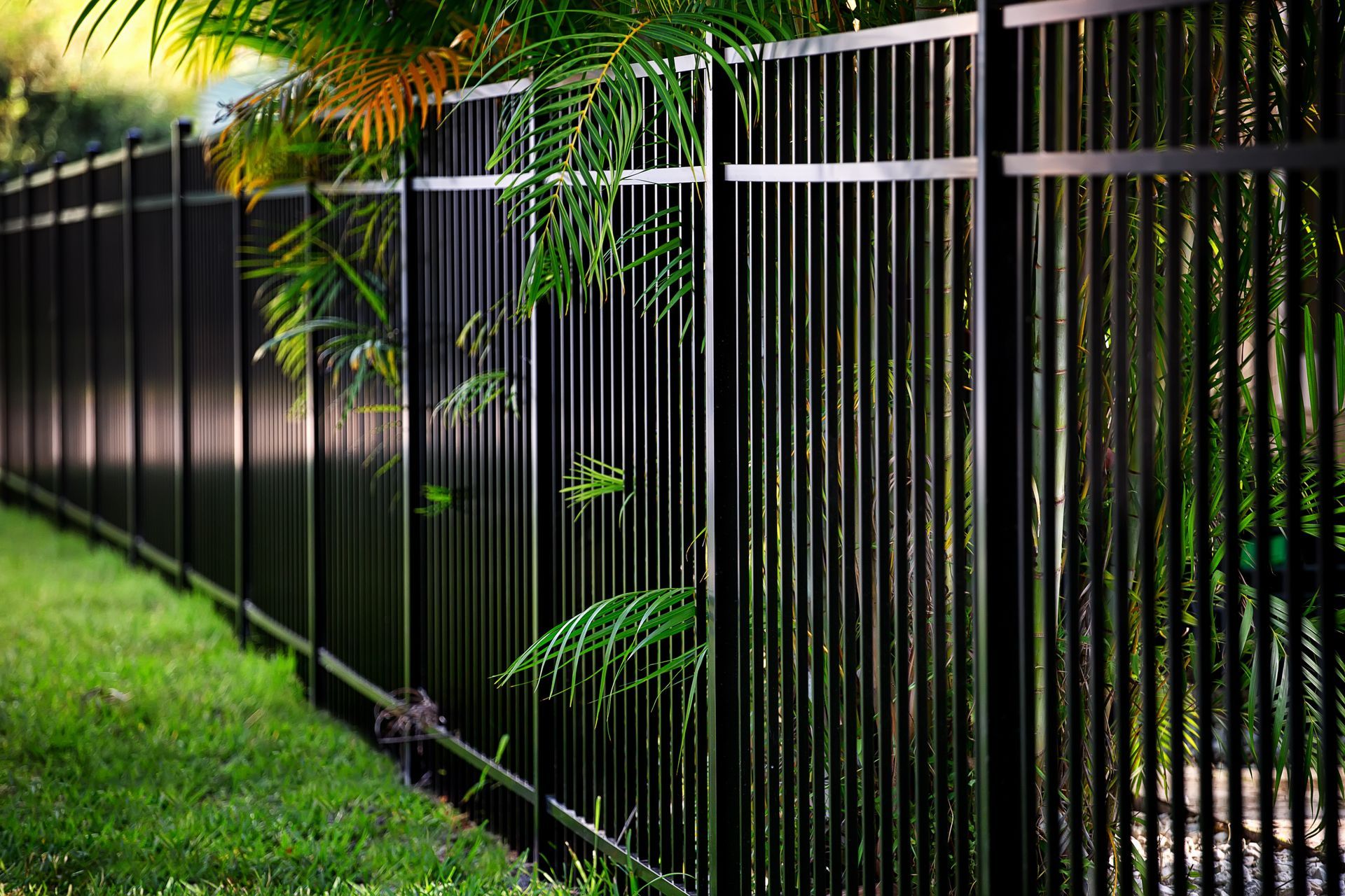 A black metal fence runs along a green lawn with lush palm fronds partially obscuring the view.