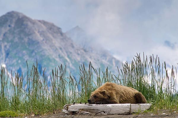 Bear sleeping in grass beside a log, with misty mountains in the background