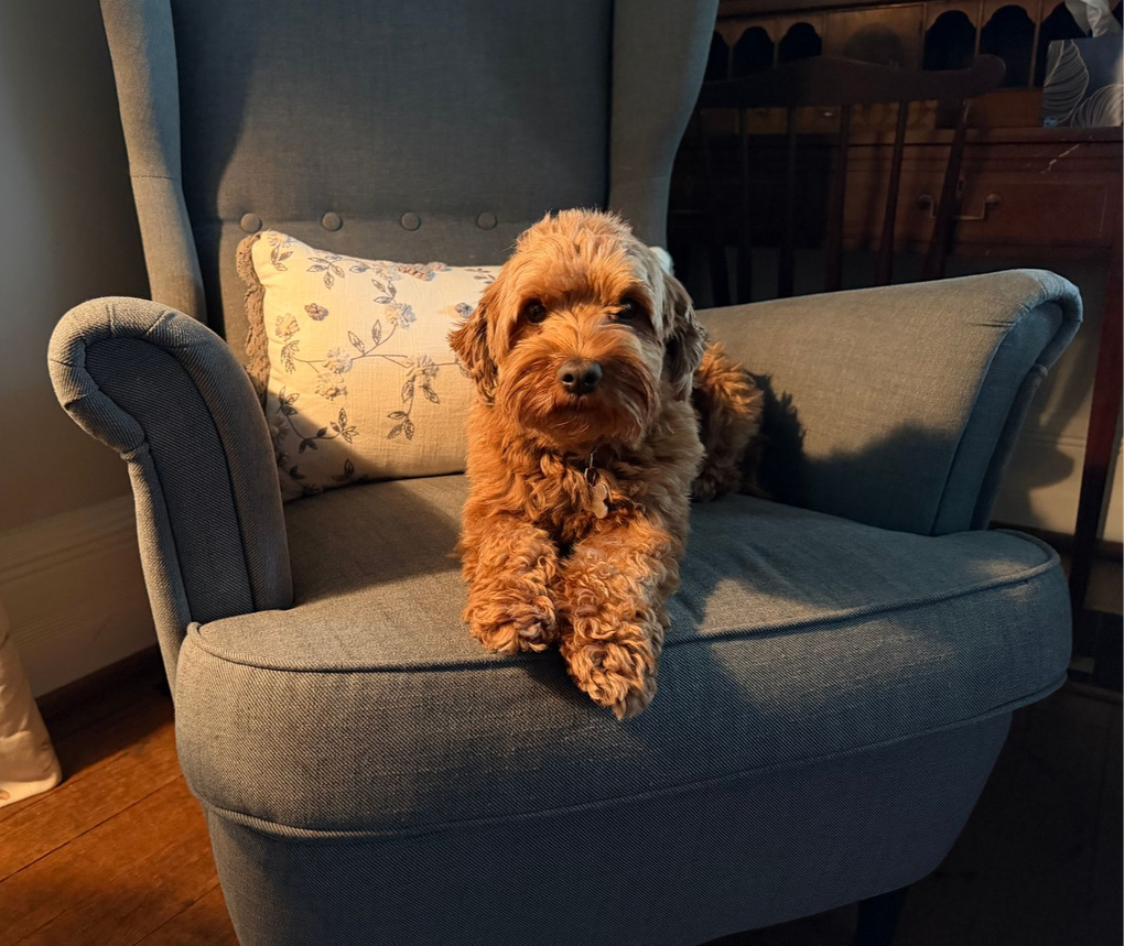 A small dog is sitting on a red couch.