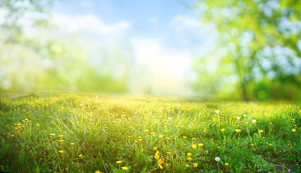 Le soleil brille à travers les arbres dans un champ d'herbe et de fleurs.