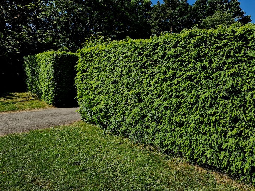 Une haie verte luxuriante le long d'une route.