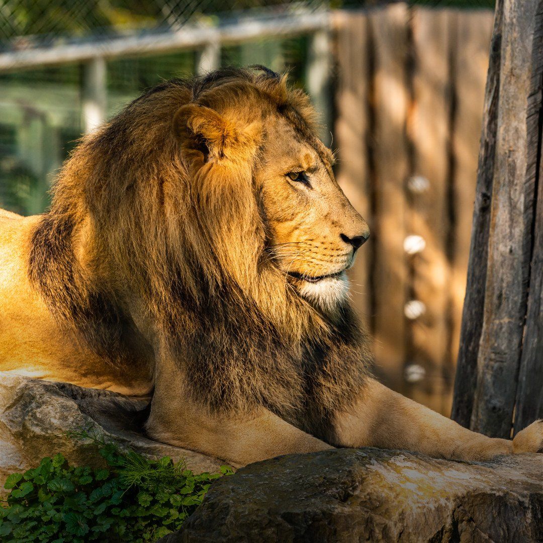 Lion resting on a rock in warm sunlight, with a blurred wooden fence in the background