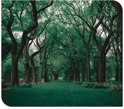 Tree-lined park path under a dense green canopy, with grass and tall trees on both sides.