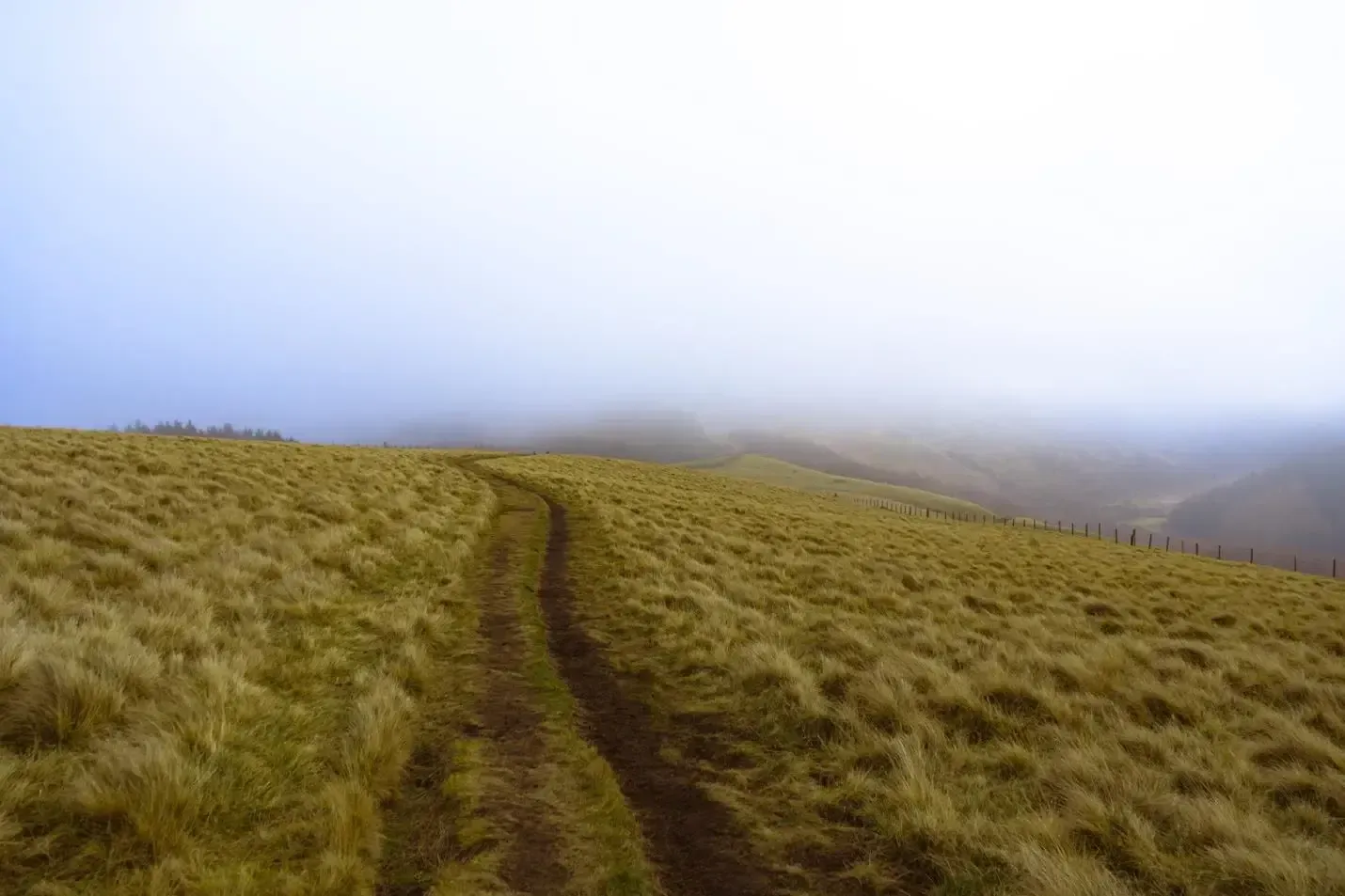 Foggy grassy hillside with a muddy trail leading into the mist