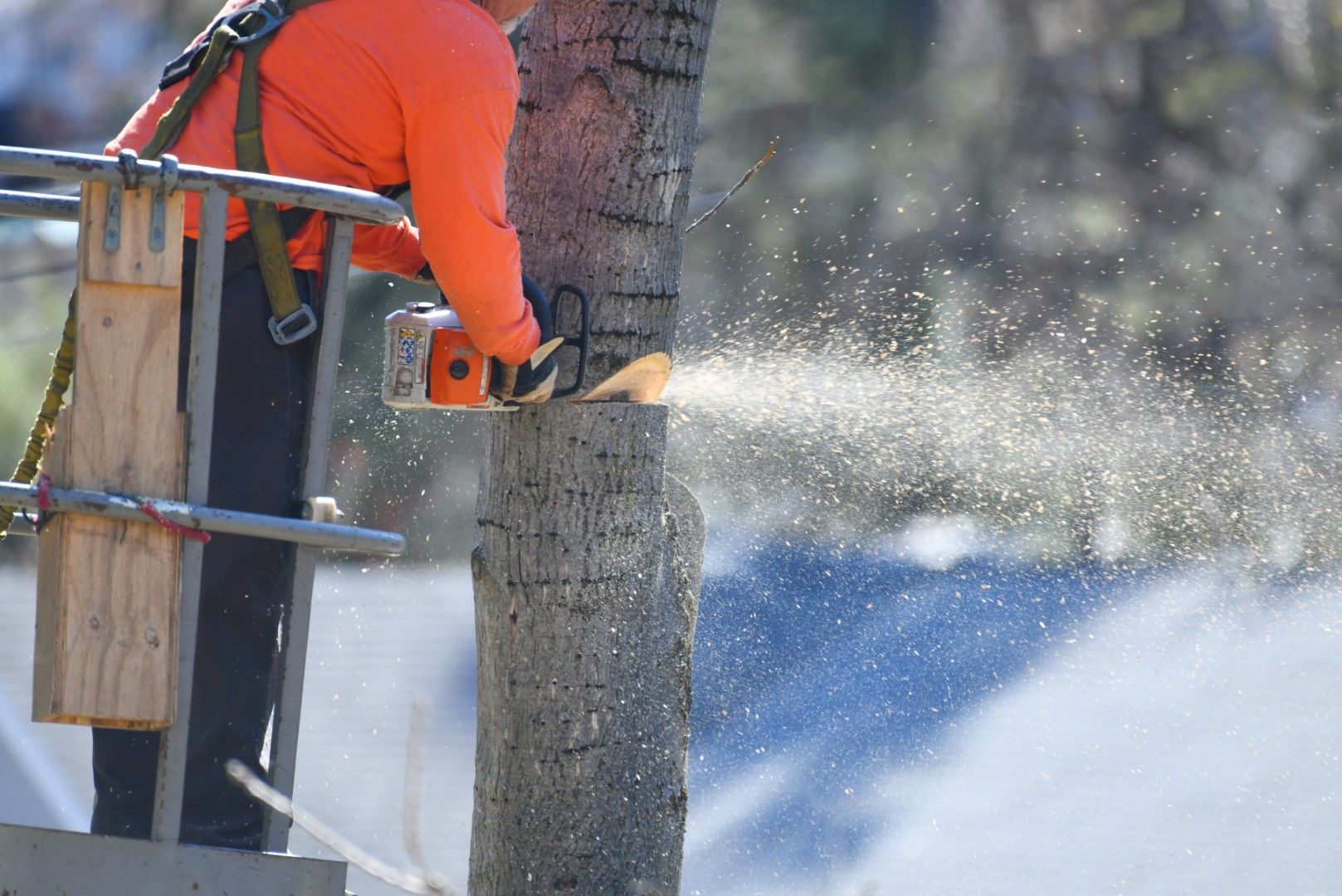 A picture of a man in an orange shirt removing a tree in Florence-Graham, CA