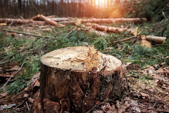 A picture of a stump that has been grinded down in Florence-Graham, CA